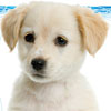 <span>Herlitz Motiv: Pretty Dog</span>