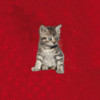 <span>School Mood Motiv: Tabby</span>