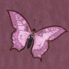Schmetterling