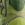 Pine Lime