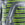 Titan Kiwi Stripes