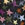 Beastie Stars