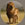 Wilde Tiere