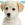 Pretty Dog