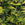 Alien Green Leaf Camo