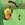 Apfel